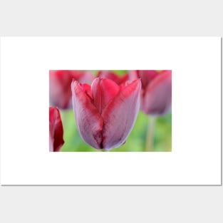 Tulipa  &#39;Ronaldo&#39;   Triumph Group Tulip Posters and Art